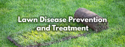 Lawn Disease Prevention and Treatment