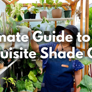 The Ultimate Guide to Building an Exquisite Shade Garden