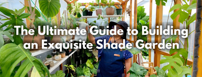 The Ultimate Guide to Building an Exquisite Shade Garden