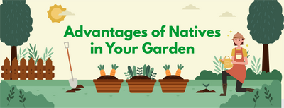 Advantages of Natives in Your Garden