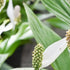 <b> Best houseplants to boost the look of your home </b>