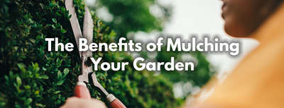 The Benefits of Mulching Your Garden