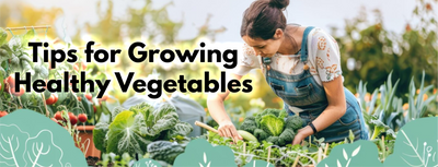 Tips for Growing Healthy Vegetables