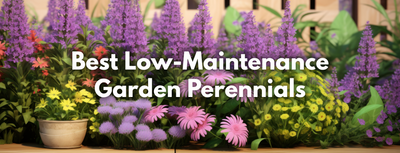 Best Low-Maintenance Garden Perennials