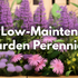 Best Low-Maintenance Garden Perennials