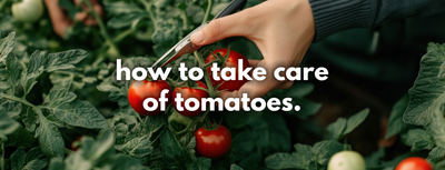 This complete guide on tomato cultivation outlines how to take care of tomatoes.