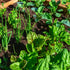 Organic Pest Control Methods for Your Garden