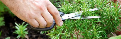 <b> How to start growing herbs in your garden </b>