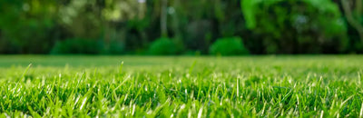 <b> A complete guide to lawn feeding </b>