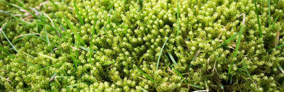 <b> How to get rid of moss in lawns </b>