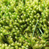 <b> How to get rid of moss in lawns </b>