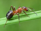 Doff® Ant & Crawling Insect Spray
